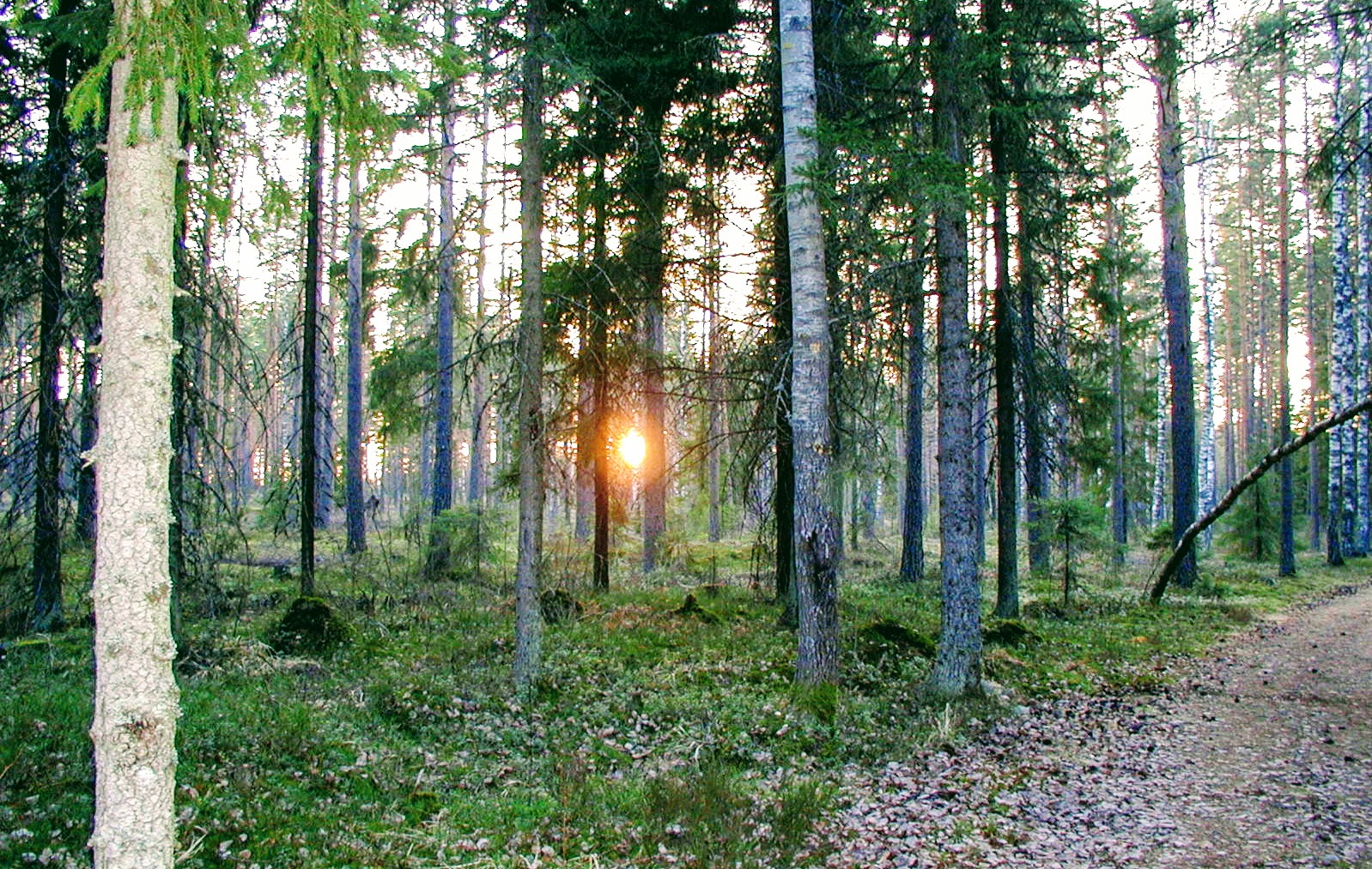 Finnish Forest Finland